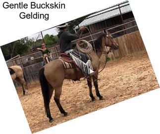 Gentle Buckskin Gelding