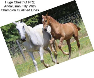 Huge Chestnut PRE Andalusian Filly With Champion Qualified Lines