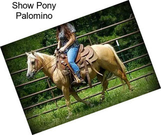 Show Pony Palomino