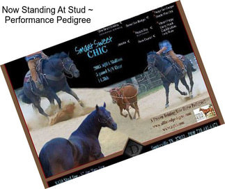 Now Standing At Stud ~ Performance Pedigree