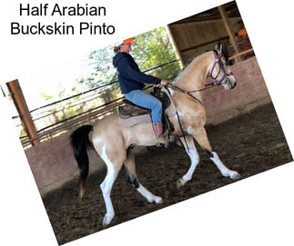 Half Arabian Buckskin Pinto