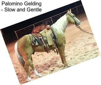 Palomino Gelding - Slow and Gentle