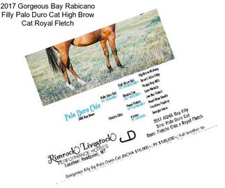 2017 Gorgeous Bay Rabicano Filly Palo Duro Cat High Brow Cat Royal Fletch