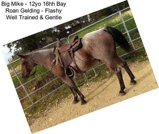 Big Mike - 12yo 16hh Bay Roan Gelding - Flashy Well Trained & Gentle