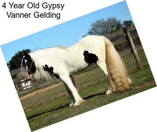 4 Year Old Gypsy Vanner Gelding