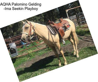 AQHA Palomino Gelding -Ima Seekin Playboy