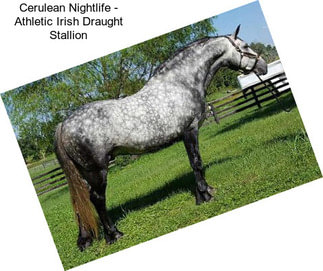 Cerulean Nightlife - Athletic Irish Draught Stallion