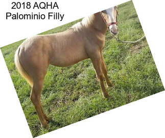 2018 AQHA Palominio Filly