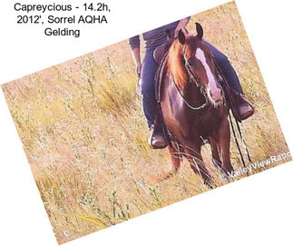 Capreycious - 14.2h, 2012\', Sorrel AQHA Gelding