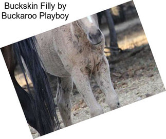 Buckskin Filly by Buckaroo Playboy