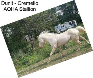 Dunit - Cremello AQHA Stallion