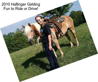 2010 Haflinger Gelding Fun to Ride or Drive!