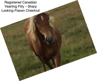 Registered Canadian Yearling Filly - Sharp Looking Flaxen Chestnut