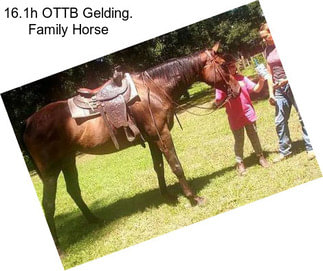 16.1h OTTB Gelding. Family Horse