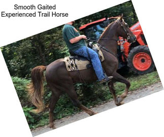 Smooth Gaited Experienced Trail Horse
