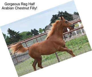 Gorgeous Reg Half Arabian Chestnut Filly!