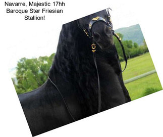 Navarre, Majestic 17hh Baroque Ster Friesian Stallion!