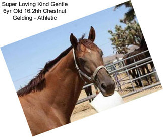 Super Loving Kind Gentle 6yr Old 16.2hh Chestnut Gelding - Athletic