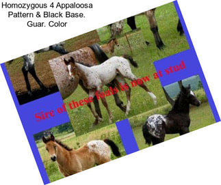 Homozygous 4 Appaloosa Pattern & Black Base. Guar. Color