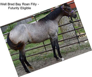 Well Bred Bay Roan Filly - Futurity Eligible