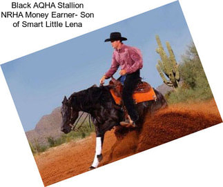 Black AQHA Stallion NRHA Money Earner- Son of Smart Little Lena