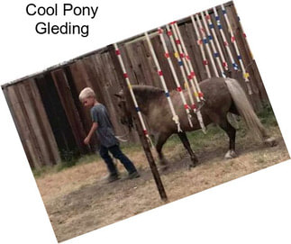 Cool Pony Gleding