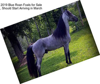 2019 Blue Roan Foals for Sale , Should Start Arriving in March