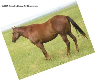 AQHA Chestnut Mare for Broodmare