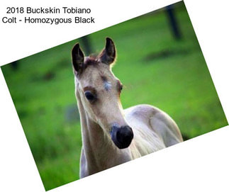 2018 Buckskin Tobiano Colt - Homozygous Black