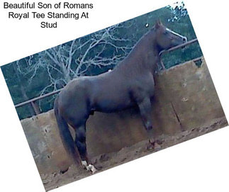 Beautiful Son of Romans Royal Tee Standing At Stud