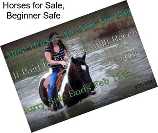 Horses for Sale, Beginner Safe