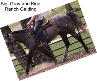 Big, Gray and Kind Ranch Gelding