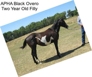 APHA Black Overo Two Year Old Filly