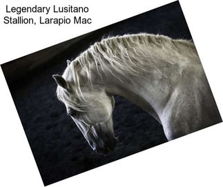 Legendary Lusitano Stallion, Larapio Mac