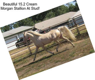 Beautiful 15.2 Cream Morgan Stallion At Stud!