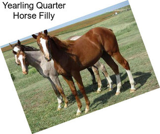 Yearling Quarter Horse Filly