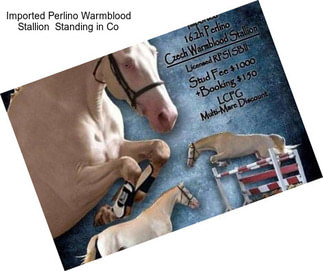 Imported Perlino Warmblood Stallion  Standing in Co
