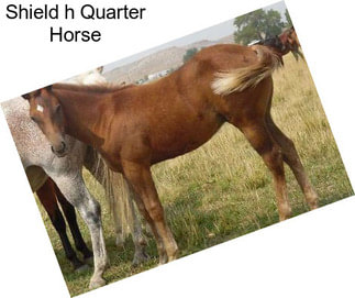 Shield h Quarter Horse