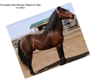 Foundation Bred Morgan Stallion-for Sale or Lease