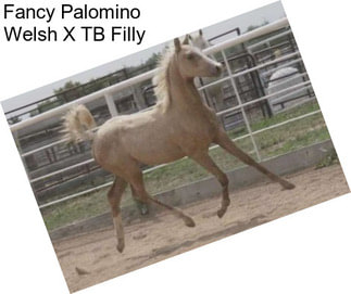 Fancy Palomino  Welsh X TB Filly