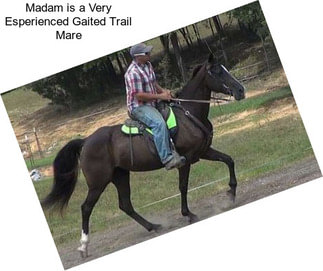 Madam is a Very Esperienced Gaited Trail Mare