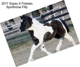 2017 Gypsy X Friesian Sporthorse Filly