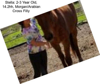 Stella: 2-3 Year Old, 14.2hh, Morgan/Arabian Cross Filly