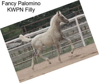 Fancy Palomino KWPN Filly