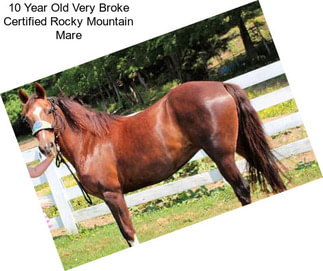 10 Year Old Very Broke Certified Rocky Mountain Mare