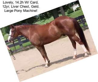 Lovely, 14.2h W/ Card, 12yr, Liver Chest, Geld. Large Pony Machine!