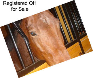 Registered QH for Sale