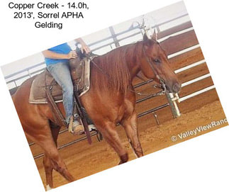 Copper Creek - 14.0h, 2013\', Sorrel APHA Gelding