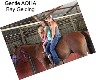 Gentle AQHA Bay Gelding