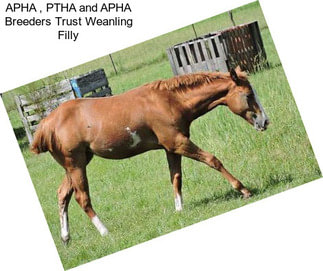 APHA , PTHA and APHA Breeders Trust Weanling Filly